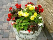 fotografie galben Floare Ceară Begonia, Begonia Tuberculate