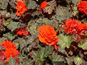oranžový Vosk Begónie, Hlíznaté Begónie Zahradní květiny fotografie