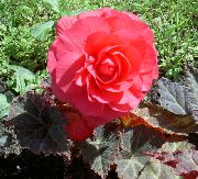 růžový Vosk Begónie, Hlíznaté Begónie Zahradní květiny fotografie