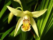 foto geel Bloem Gemalen Orchidee, De Gestreepte Bletilla
