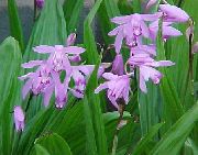 lilla Orchidea Terra, Il Bletilla Strisce Fiori del giardino foto