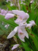 blanc Sol Orchidée, Bletilla Rayures Fleurs Jardin photo