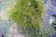 фото зелений Квітка Болотниця