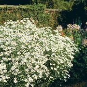 biela Bolton Astra, Biele Bábiky Sedmokráska, Falošné Astra, Nepravdivé Harmanček Záhradné Kvety fotografie