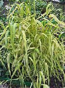 foto zelena Cvijet Bowles Zlatna Trava, Zlatna Proso Trave, Zlatno Drvo Mille