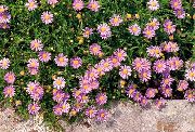 ვარდისფერი გედების მდინარე Daisy ბაღის ყვავილები ფოტო