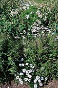 photo white Flower Swan River daisy