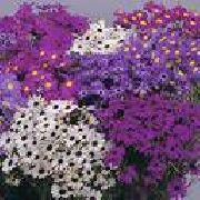 purpurowy Brahikoma Kwiaty ogrodowe zdjęcie