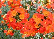 oranžna Bush Vijolična, Safir Cvet  fotografija