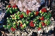 foto Brūkleņu, Kalnu Dzērveņu, Foxberry Zieds