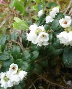 wit Lingonberry, Berg Cranberry, Vossebes, Foxberry Tuin Bloemen foto