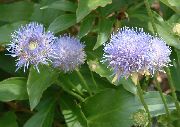 albastru deschis Bit Scabios, Târâtoare Cimbru De Iarnă De Oaie Gradina Flori fotografie