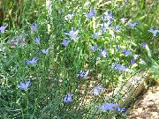 foto Australian Bluebell, Groß Bluebell Blume