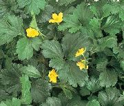 фото жовтий Квітка Вальдштейнія
