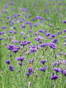 photo purple  Knapweed, Star Thistle, Cornflower