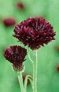 photo burgundy  Knapweed, Star Thistle, Cornflower