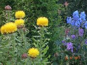 foto Dzeltens Hardhead, Bighead Zilgalvīte, Milzu Zilgalvīte, Armēņu Basketflower, Citronu Vieglā Zilgalvīte Zieds