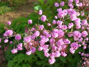 rosa Wiesenraute Garten Blumen foto