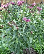 fotografija Močvirje Milkweed, Maypops, Rose Milkweed, Rdeča Milkweed Cvet