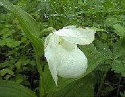 bianco Lady Slipper Orchidea Fiori del giardino foto