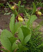 photo yellow Flower Lady Slipper Orchid