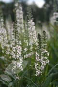 photo Lysimachia Ephemerum Fleur