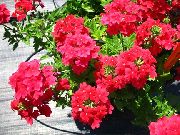czerwony Verbena Hybrydowy Kwiaty ogrodowe zdjęcie