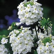 photo white Flower Verbena
