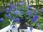 blu Verbena Fiori del giardino foto