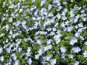 浅蓝 布鲁克石灰 园林花卉 照片