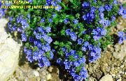 azul Brooklime Flores do Jardim foto