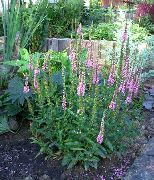 vaaleanpunainen Longleaf Speedwell Puutarhan Kukat kuva