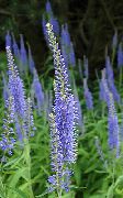 luz azul Longleaf Speedwell Flores do Jardim foto