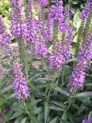 紫丁香 长叶速度以及 园林花卉 照片