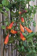 oranžinis Čilės Šlovė Gėlė Sodo Gėlės nuotrauka