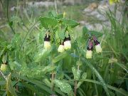 снимка жълт  Honeywort, Синьо Скариди Растение, Синьо Восък Цвете