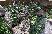 მეწამული Wulfenia ბაღის ყვავილები ფოტო