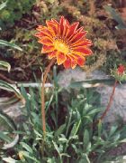 foto orange  Schatz Blume