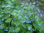 γαλάζιο Μπλε Stickseed λουλούδια στον κήπο φωτογραφία