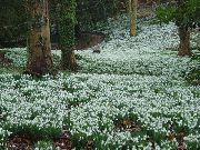 white Snowdrop Garden Flowers photo