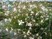 baltas Gaura Sodo Gėlės nuotrauka