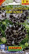   Dianthus chinensis 