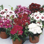 photo red Flower Dianthus, China Pinks