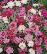 pink Carnation Garden Flowers photo