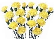 geltonas Gvazdikas Sodo Gėlės nuotrauka