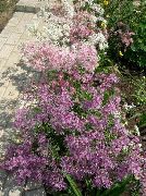 lilac Dianthus perrenial Garden Flowers photo