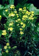 gul Dianthus Perrenial Hage Blomster bilde