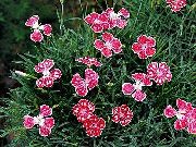 rouge Perrenial Dianthus Fleurs Jardin photo