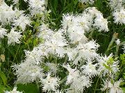 bílá Dianthus Perrenial Zahradní květiny fotografie