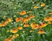 オレンジ Sneezeweed、ヘレンの花、ドッグトゥースデイジー 庭の花 フォト